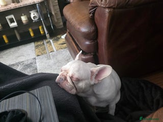 French Bulldog dogs - Advert 6