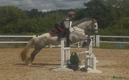 Connemara horses for sale: Hallie the Connie cross  - Image 2