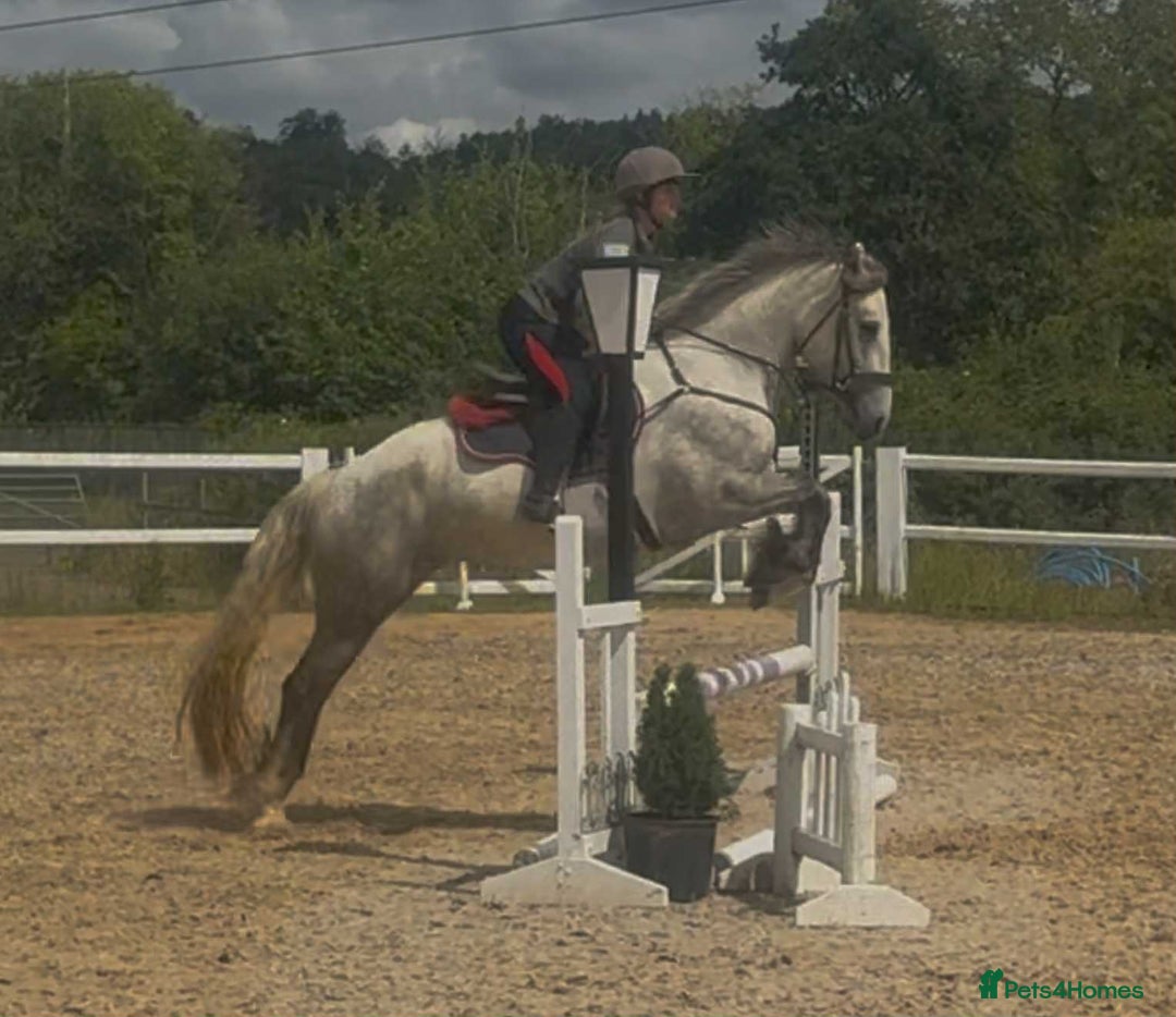 Connemara horses for sale: Hallie the Connie cross  - Image 2