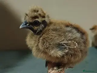 Chickens poultry Silkie chicks & hatching eggs - Advert 16