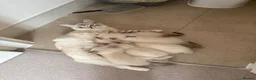 Ragdoll cats for sale: Adorable Ragdoll kittens  - Advert 3
