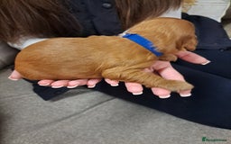 Cockapoo dogs for sale: Toy cockerpoo fox red puppy - Image 2