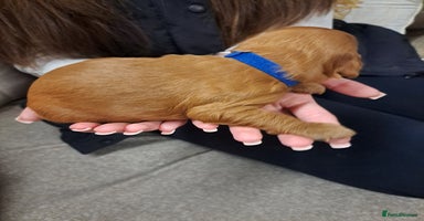 Cockapoo dogs F1 Toy fox red cockerpoos ready to leave 23rd Dec! - Advert 4