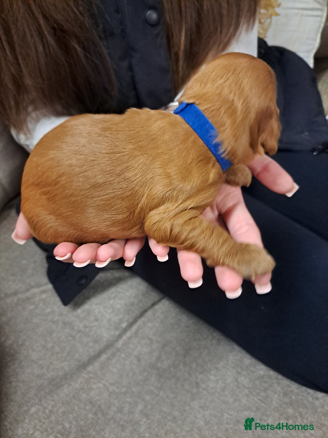 Cockapoo dogs for sale: Toy cockerpoo fox red puppy - Image 2