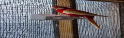 Parakeets birds for sale: Rosella parrot  - Advert 6