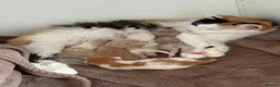 Norwegian Forest Cat cats for sale: Norwegian Forrest Cross Kittens  - Advert 3