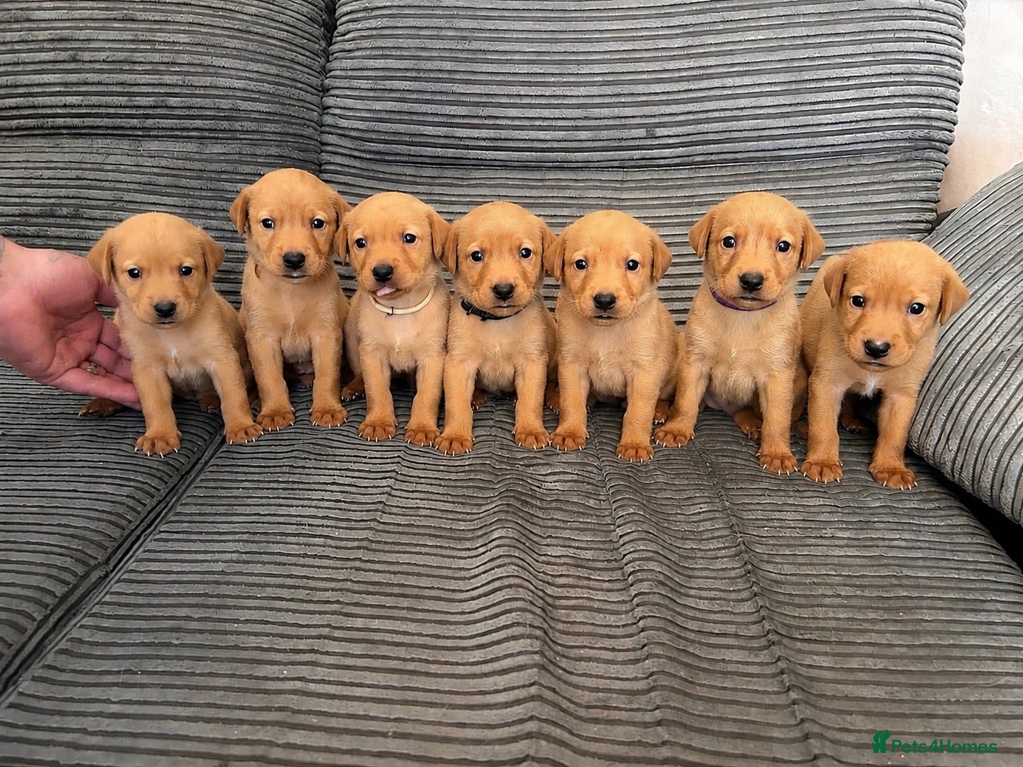 Labrador Retriever dogs TOILET TRAINED KC LABS 1 GIRLS 4 BOYS LEFT - Advert 2