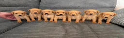 Labrador Retriever dogs for sale: 4 LEFT KC LABS READY IN 1 WEEK ❤️ - Advert 4