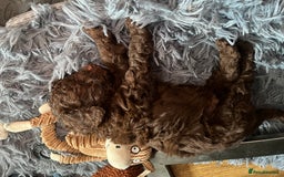 Labradoodle dogs for sale: 🐾Stunning Mini Labradoodle F1b Pups DNA Check🐾  - Image 32