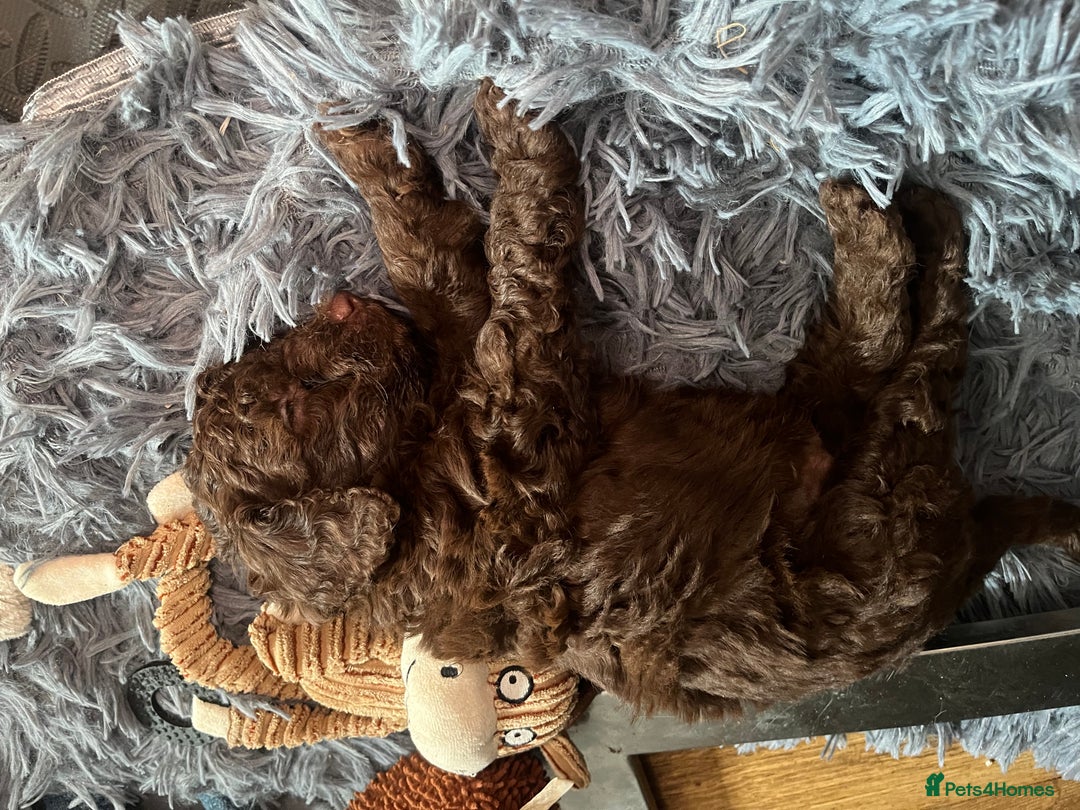 Labradoodle dogs for sale: 🐾Stunning Mini Labradoodle F1b Pups DNA Check🐾  - Image 32