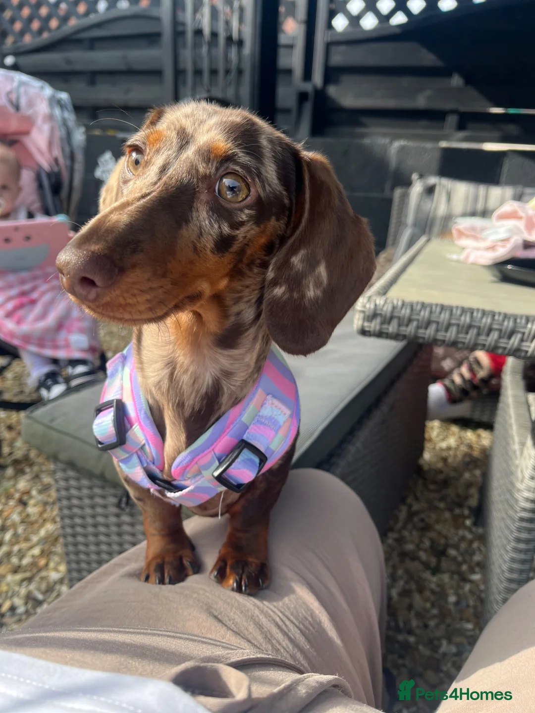Miniature Dachshund dogs for sale: Female dapple miniature dachshund for rehoming  in Bristol - Advert 1
