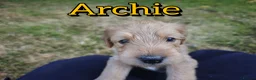Mixed Breed dogs for sale: Loving Parsons Russell Cross Puppies  - Advert 35