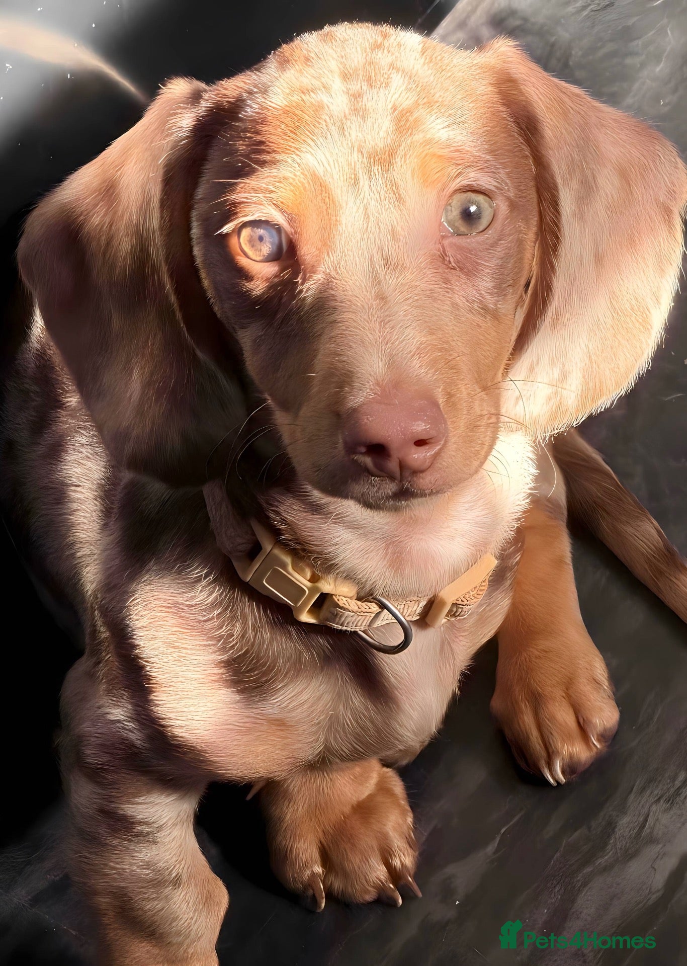 Miniature Dachshund dogs Chocolate dapple miniature dachshund  - Advert 6
