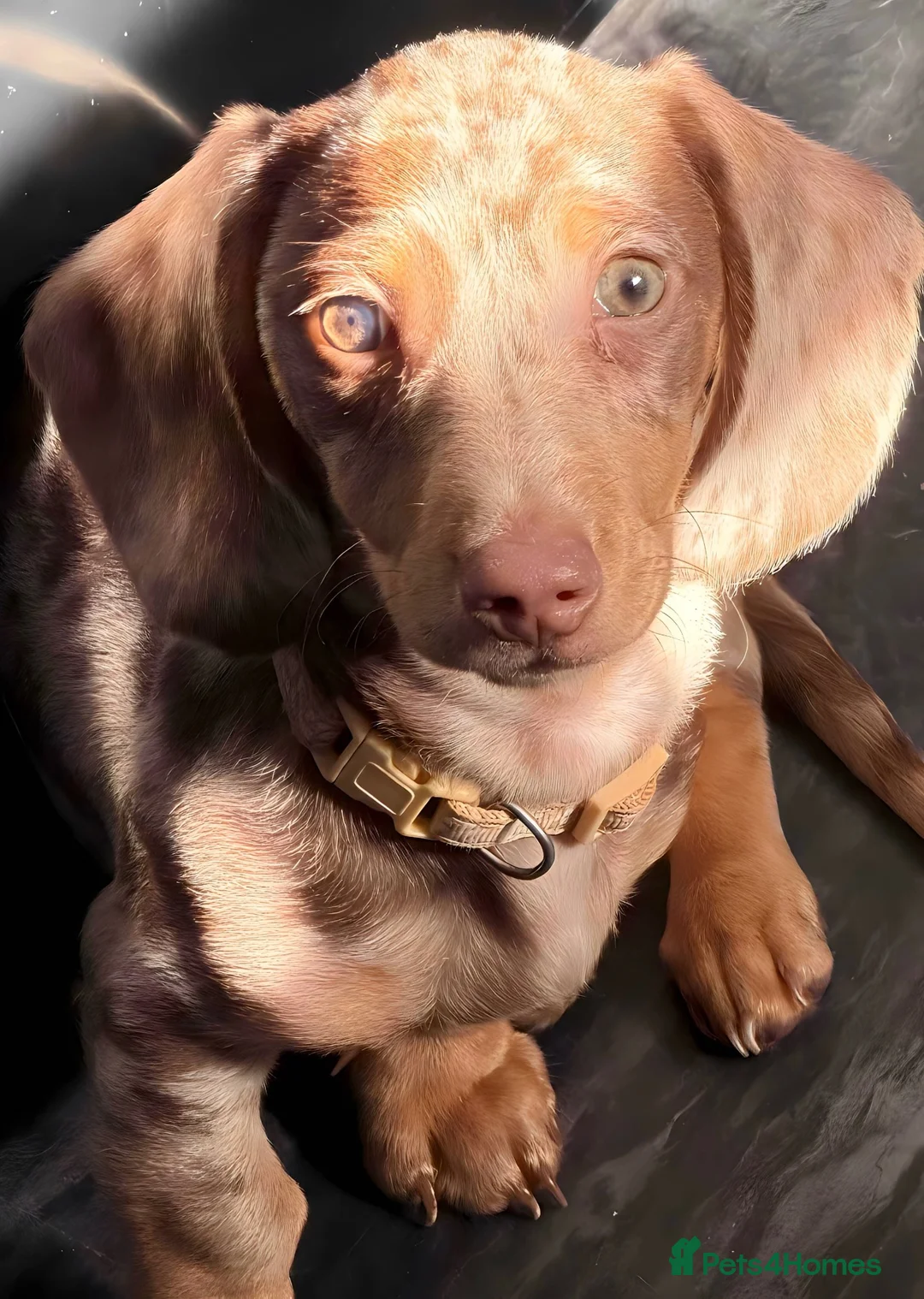 Miniature Dachshund dogs for sale: Chocolate dapple miniature dachshund  - Advert 1