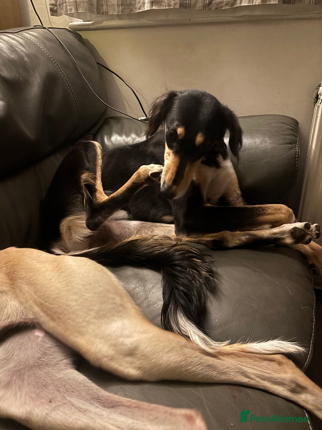 Saluki dogs for sale: Dookey the beautiful Saluki  - Image 4