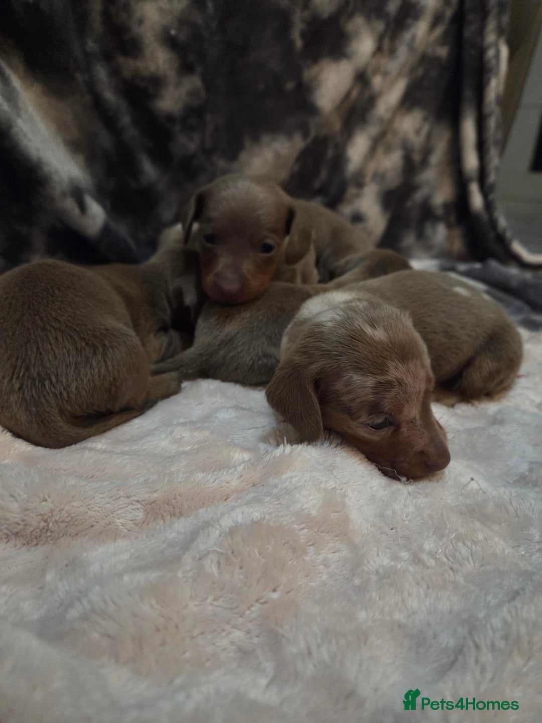 Miniature Dachshund dogs for sale: Miniature dachshund pups KC Reg - Advert 21