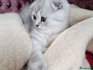 British Shorthair cats Chunky kittens for sale - Advert 5