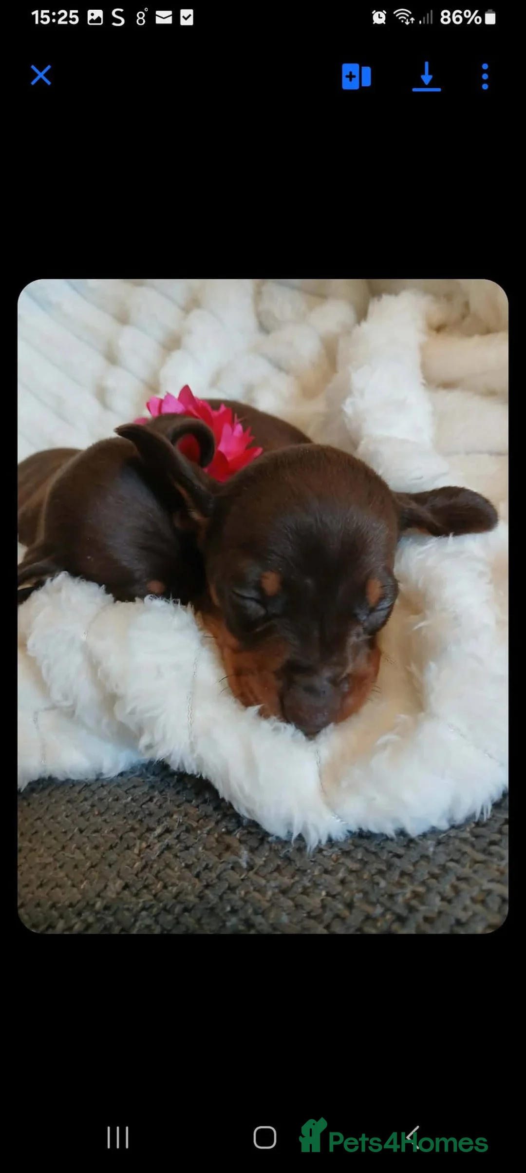 Miniature Dachshund dogs for sale: TRUE MINI DACHSHUND HEREDITARY PRA CLEAR - Advert 1