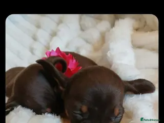 Miniature Dachshund dogs TRUE MINI DACHSHUND HEREDITARY PRA CLEAR - Advert 18