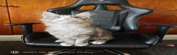 Maine Coon cats for sale: Maine coon Blue eyes + Long Hair - Advert 12
