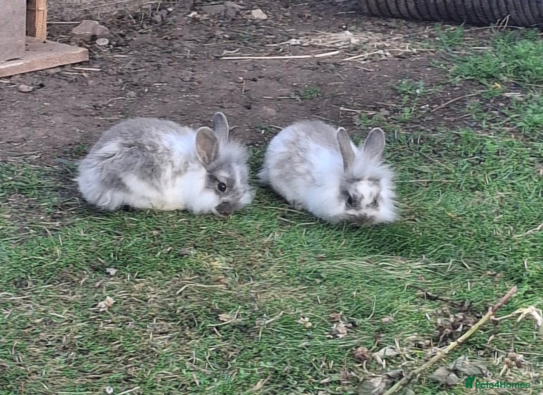 Mini Lion Lop rabbits for sale: Last little boy left ,Beautiful mini loionlops - Image 1