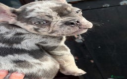 French Bulldog dogs for sale: Blue Merle Frenchie - Image 5