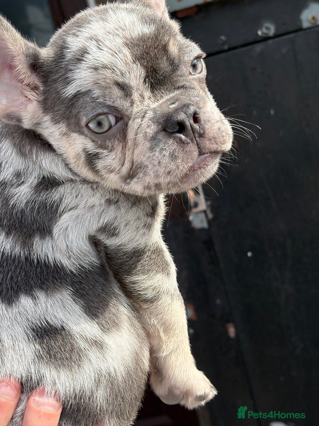 French Bulldog dogs for sale: Blue Merle Frenchie - Image 5