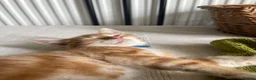 Domestic Shorthair cats for adoption: Willow & Elm, 11 weeks old - Advert 5