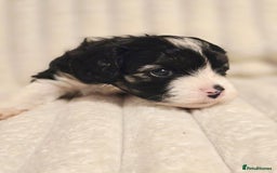 Cavapoo dogs for sale: Adorable Cavapoo Pups fully health tested parents - Image 15