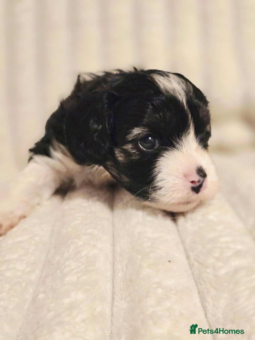 Cavapoo dogs for sale: Adorable Cavapoo Pups fully health tested parents - Image 15
