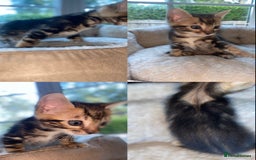 Bengal cats for sale: 5 Bengal Kittens (snow, brown, black) - Image 10