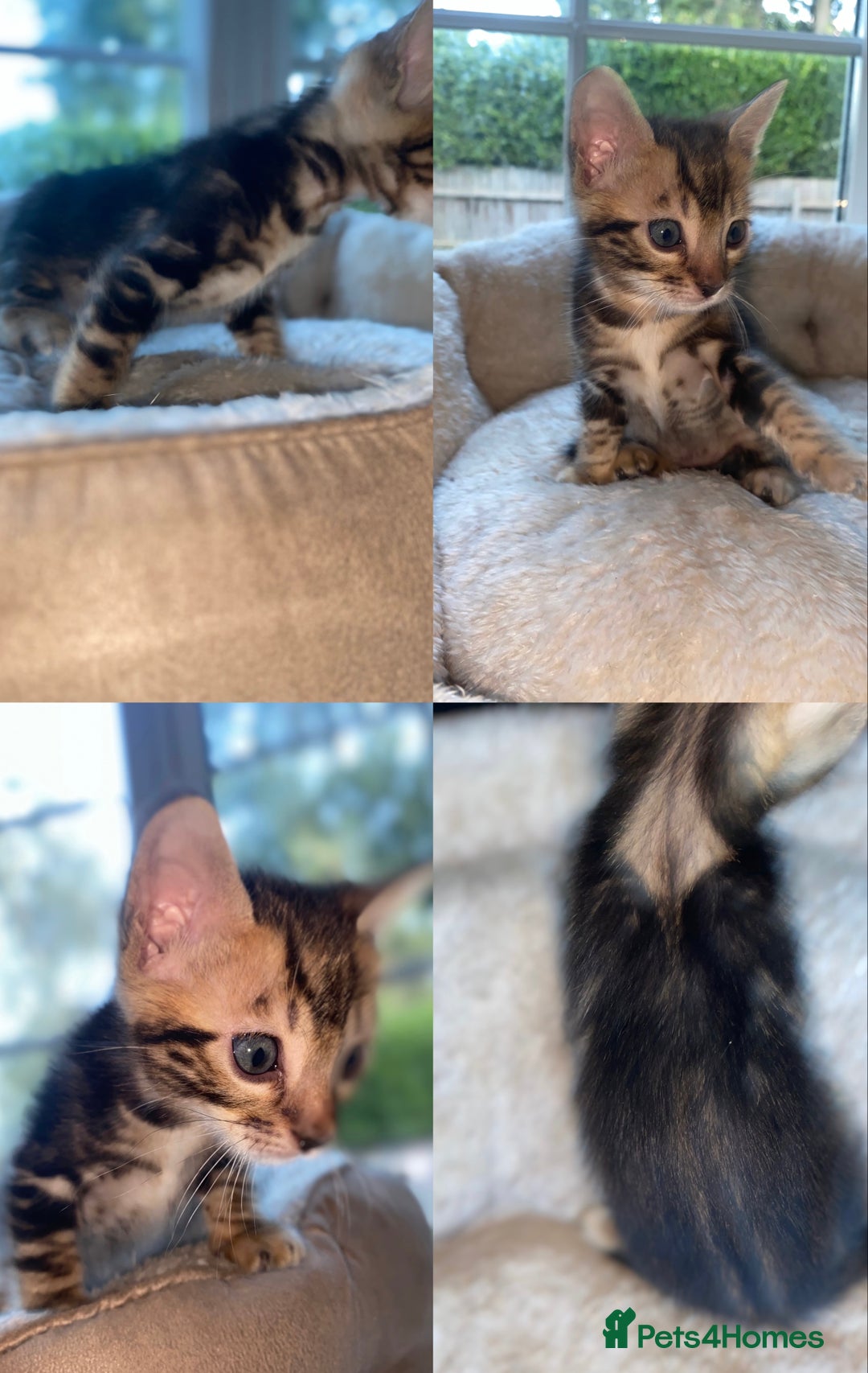 Bengal cats for sale: 5 Bengal Kittens (snow, brown, black) - Image 10