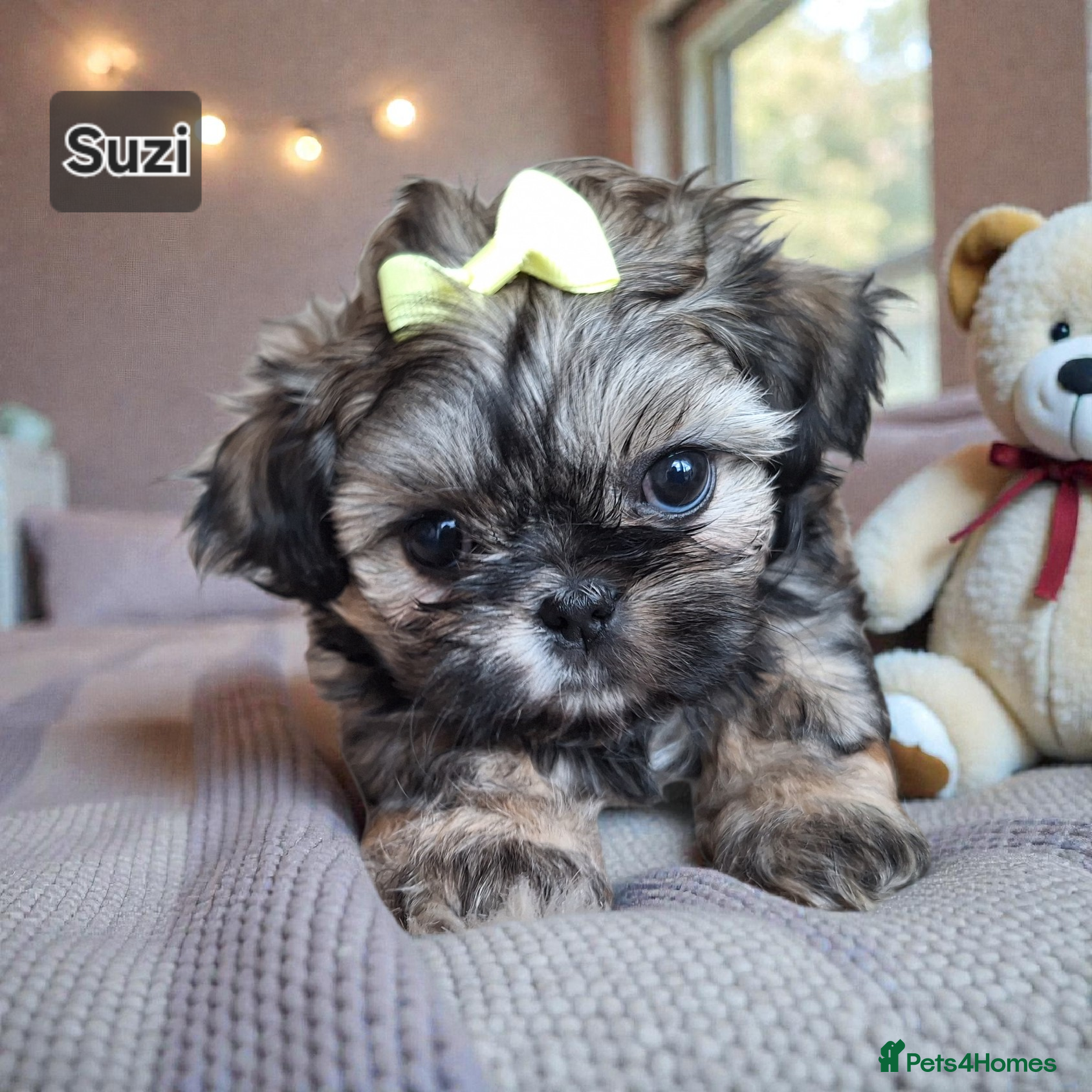 Shih Tzu dogs Beautiful Imperial Shih Tzus  - Advert 2