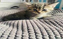 Mixed Breed cats for sale: 3 Gorgeous Bengal x kittens all female  - Image 1