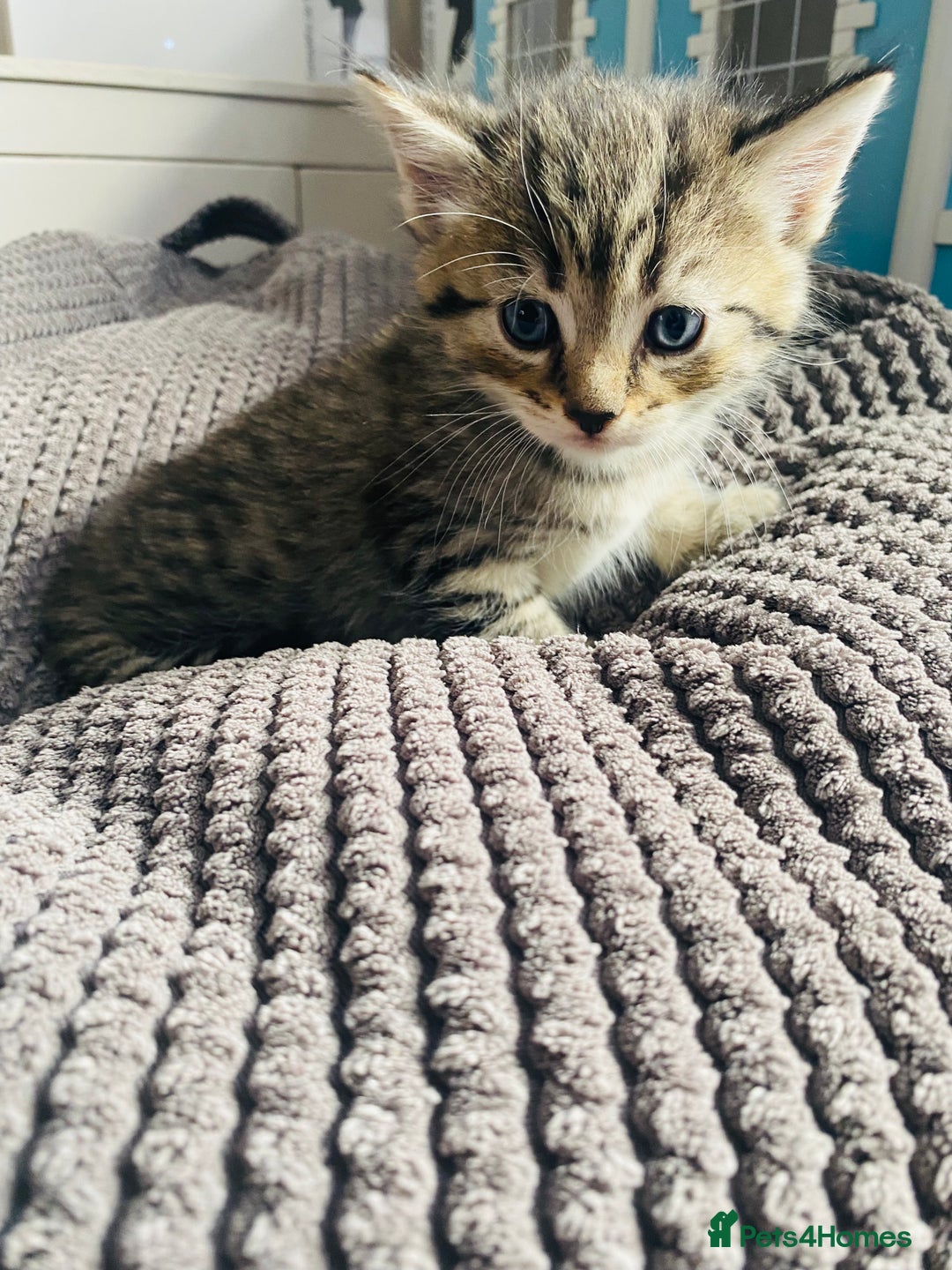 Mixed Breed cats for sale: 3 Gorgeous Bengal x kittens all female  - Image 1