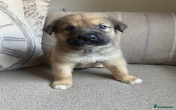 Mixed Breed dogs for sale: Cane corso X Alaskan malamute surprise litter  - Image 14