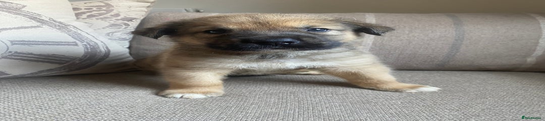 Yellow (big chungus)