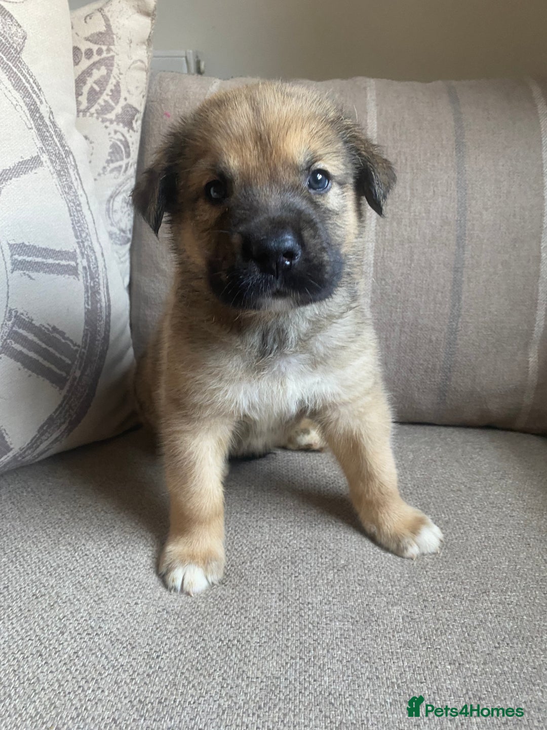 Mixed Breed dogs for sale: Cane corso X Alaskan malamute surprise litter  - Image 14