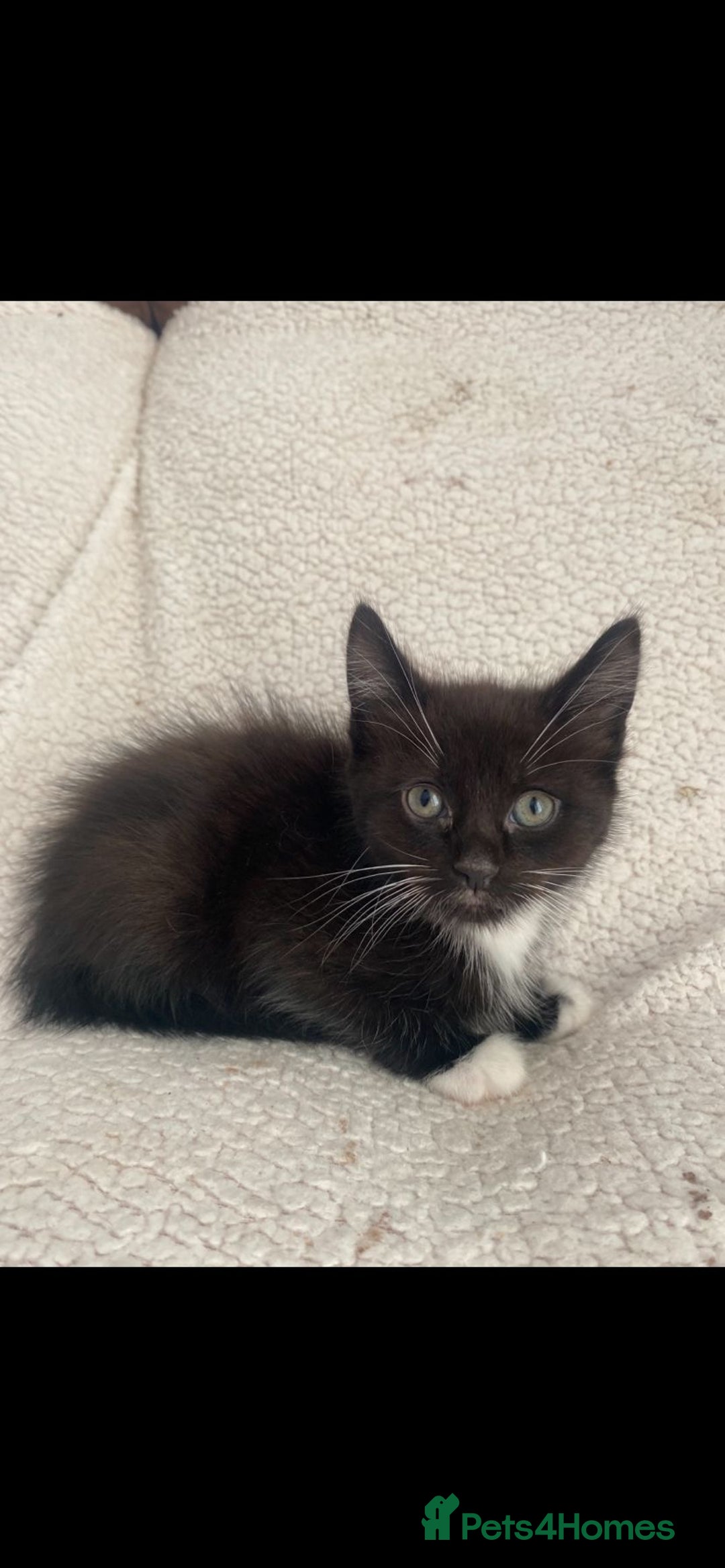 Domestic Shorthair cats for sale: Fluffy Black and White Male Kitten  - Image 7