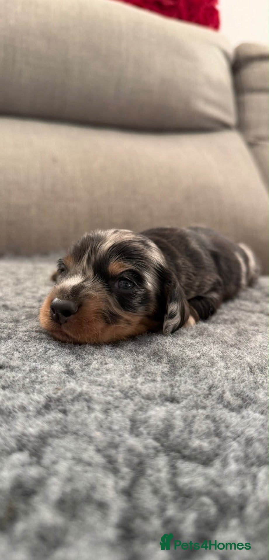 Miniature Dachshund dogs  Miniature Dachshund Puppies  - Advert 1