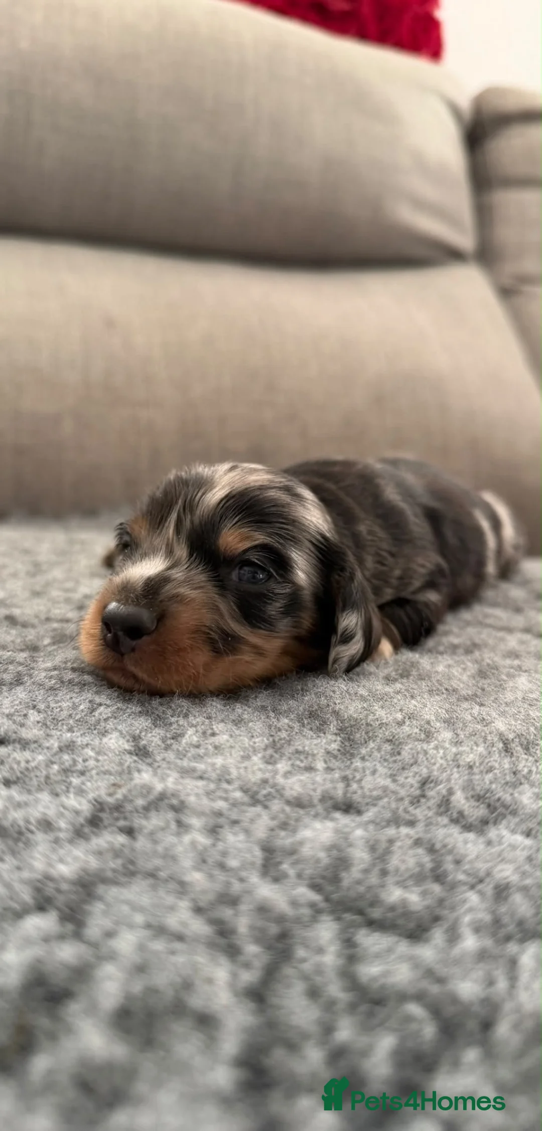 Miniature Dachshund dogs for sale:  Miniature Dachshund Puppies  - Advert 1