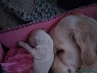 Golden Retriever dogs Our last girl is ready to go - Advert 15