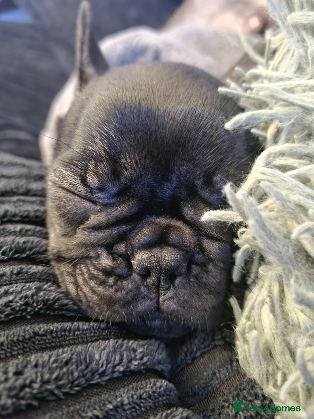 French Bulldog dogs for sale: French Bulldog Puppy - Advert 3