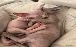 Sphynx cats for sale: 🖤 Sphynx Kittens for Sale – Ready August 🐾 - Image 2
