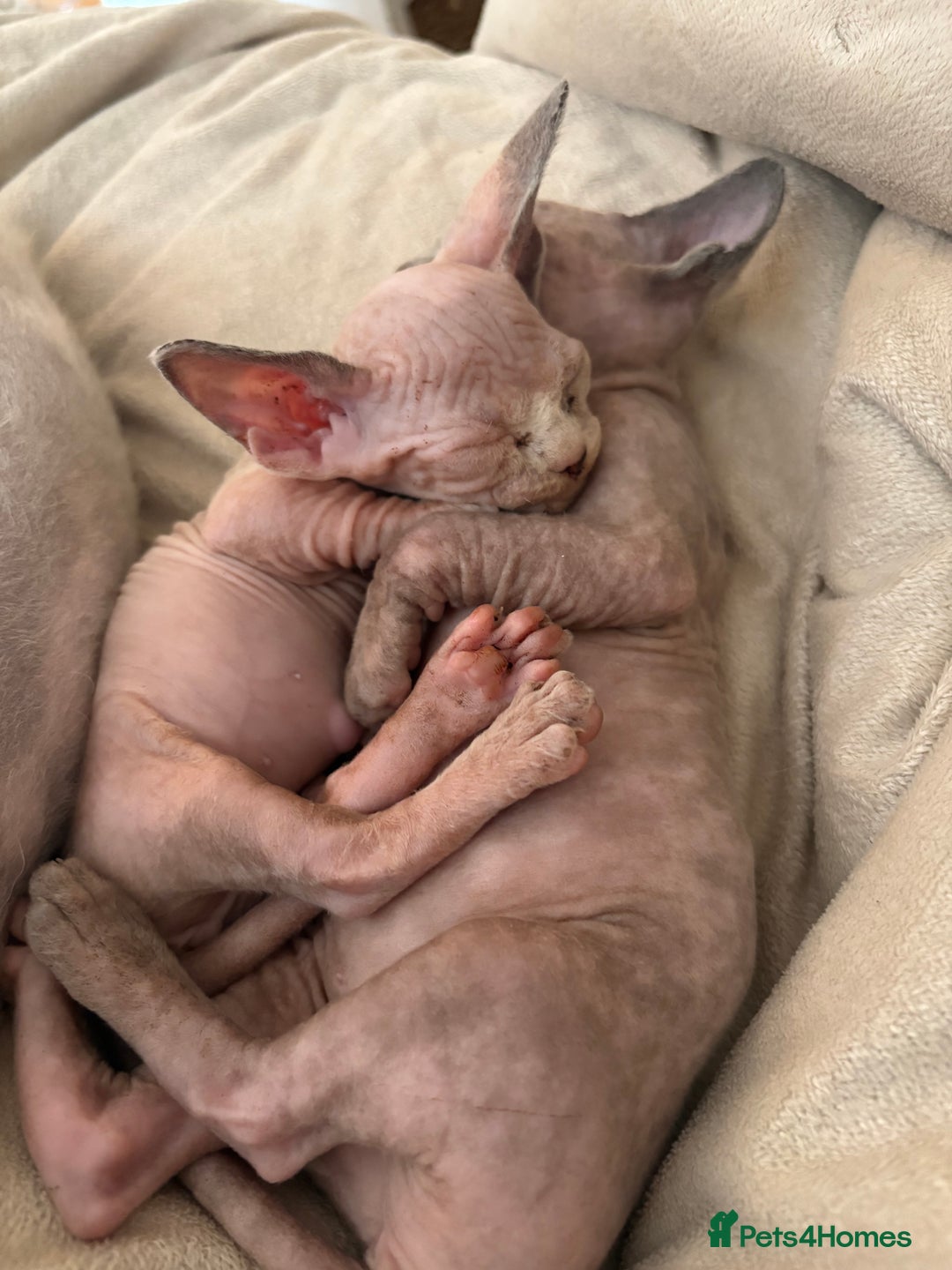 Sphynx cats for sale: 🖤 Sphynx Kittens for Sale – Ready August 🐾 - Image 2