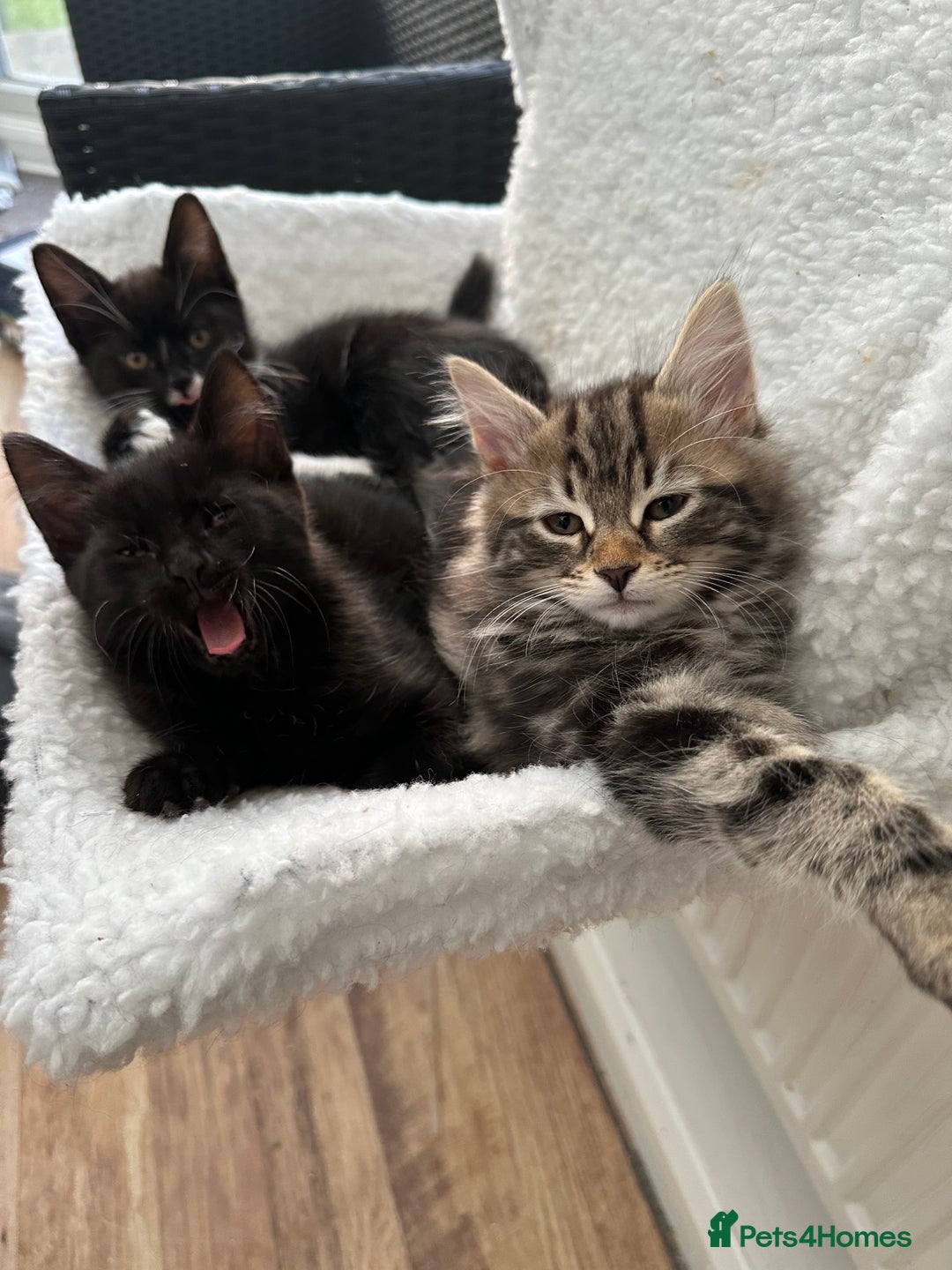 Maine Coon cats for sale: Cute adorable kitten have there own style  - Image 4