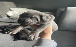 Cane Corso dogs for sale: 1 male black pup left £900  - Image 5