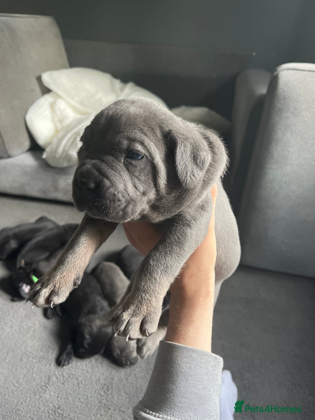Cane Corso dogs for sale: 1 male black pup left £900  - Image 5