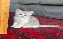 British Shorthair cats for sale: 4 Beautiful British short hair & Ragdoll kittens - Image 4