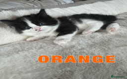 Ragdoll cats for sale: Ragdoll X kittens - Image 5